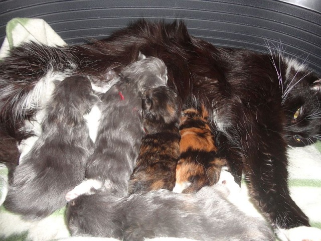 Maine Coon - mainská mývalia mačka - www.maine-coons.sk